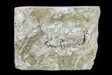 Fossil Crinoid - Keokuk Formation, Missouri #157189-1